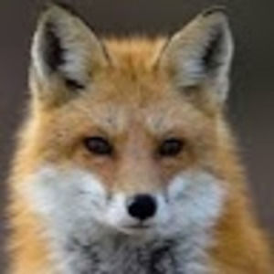 Meet your Posher, Natasha